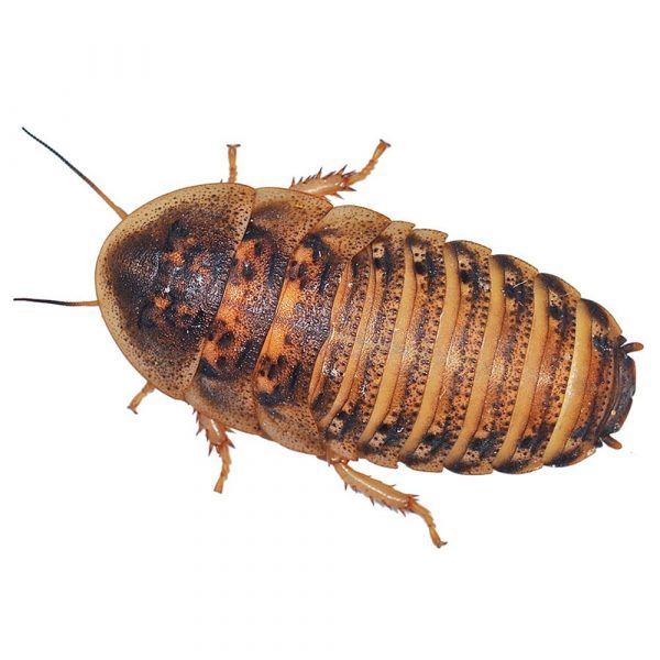 Dubia Cockroaches Large