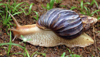 Giant African Land Snail