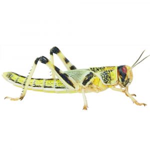 Livefoods Extra Large Locusts
