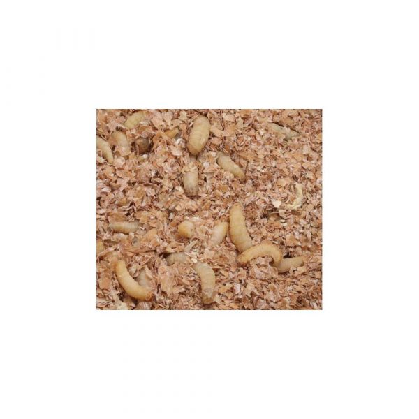 Live English Wax Worms 15g